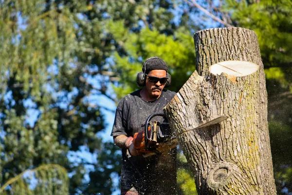 Professional Tree Trimming Service You Can Trust