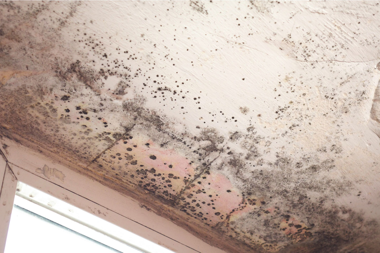 Targeted Mold Remediation Plans Deliver Customized Solutions For Complex Cleanup Projects