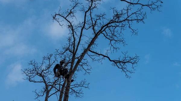 Enhance Safety and Beauty with Tree Pruning