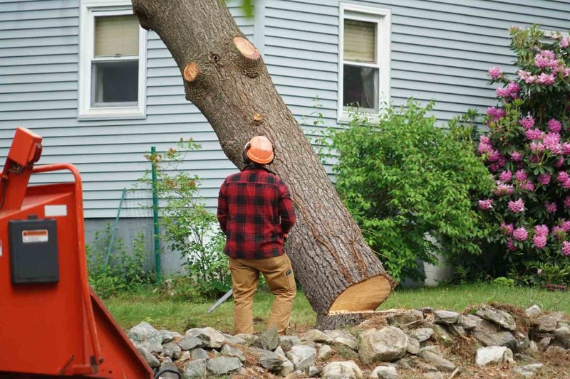 Safe and Professional Tree Removal Services in Springfield