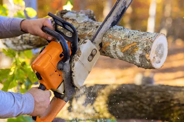 Affordable Jackson MI Tree Removal Services for Safe Tree Cutting