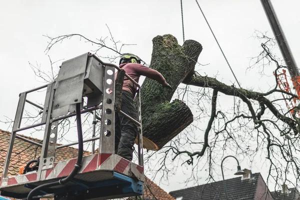 Springfield Tree Services Offering Emergency Assistance