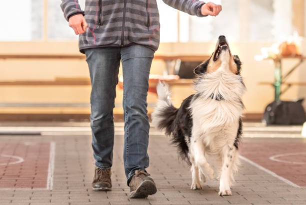 Elevating Your Pet’s Comfort: A Look at Dog Ramps