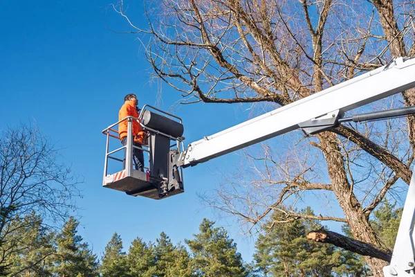 Expert Tree Service for Residential & Commercial Properties