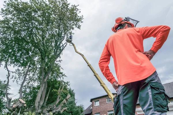 What to Know Before Hiring Emergency Tree Services
