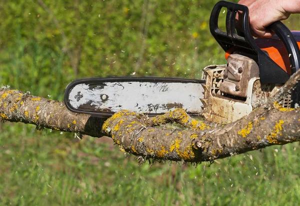 Professional Tree Care Options Available with Tree Service Mobile