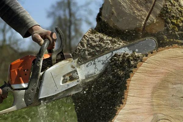 Tree Services That Keep Your Property Safe and Beautiful
